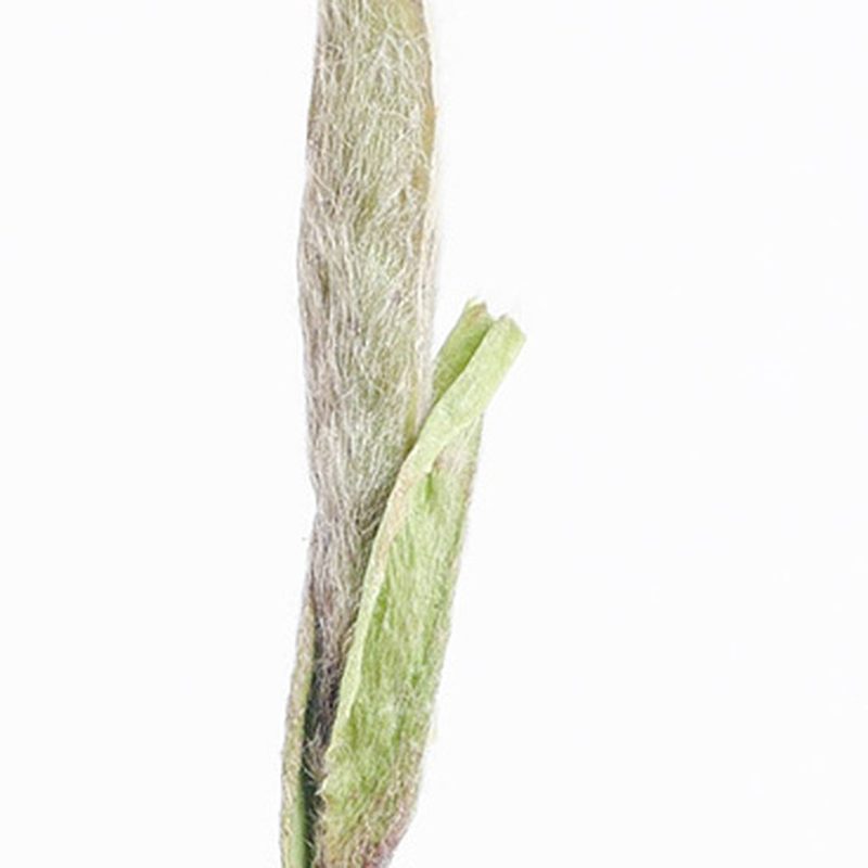 福鼎白毫银针 明前单芽 特写嫩芽 细节图2