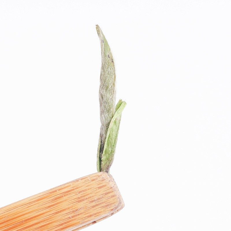 福鼎白毫银针 明前单芽 特写嫩芽