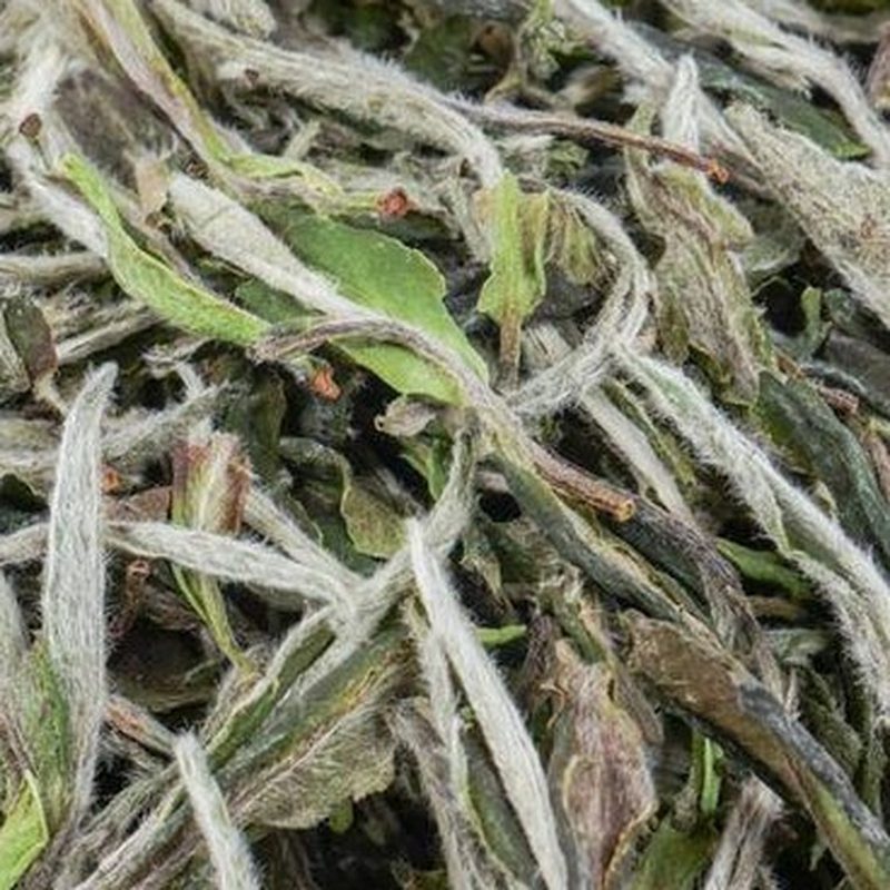 福鼎枞韵白牡丹 2023年 高山散茶 细节图2